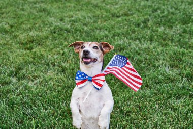 Amerikan bayraklı papyonlu, yeşil çimenlerin üzerinde Amerikan bayrağı taşıyan bir köpek kameraya bakıyor. Bağımsızlık Günü, 4 Temmuz, Anma Günü, Amerikan Bayrak Günü, İşçi Bayramı parti etkinliği
