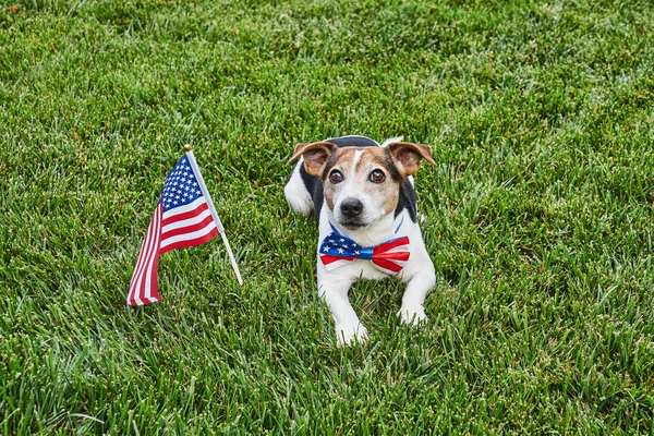 Dog Lies American Flag Bow Tie Usa Flag Green Grass — Stock Photo, Image