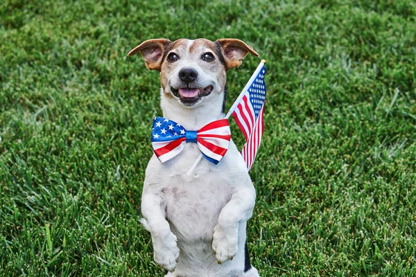 Dog Posing American Flag Bow Tie Usa Flag Green Grasslooking — Stock Photo, Image