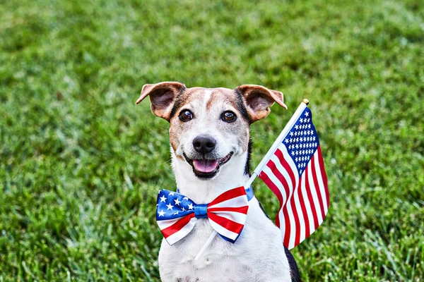 Dog sits in American flag bow tie with USA flag on green grass. Celebration of Independence day, 4th July, Memorial Day, American Flag Day, Labor day party event