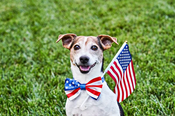 Amerikan bayraklı papyonlu yeşil çimlerin üzerinde Amerikan bayrağı olan köpek oturuyor. Bağımsızlık Günü, 4 Temmuz, Anma Günü, Amerikan Bayrak Günü, İşçi Bayramı parti etkinliği