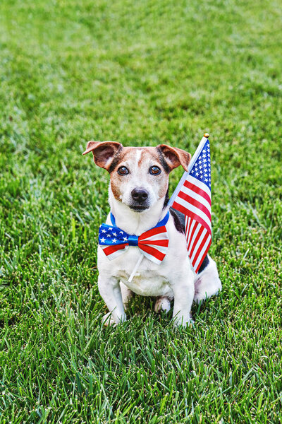 Собака сидит в американском флаге в галстуке-бабочке с флагом США на зеленой траве и смотрит в камеру. Празднование Дня независимости, 4 июля, Дня памяти, Дня американского флага, Дня труда