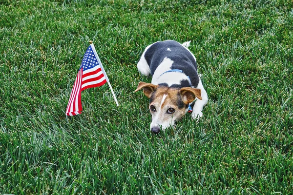 Amerikan Bayraklı Papyonlu Köpek Yeşil Çimlerde Amerikan Bayrağı Taşıyor Bağımsızlık Stok Fotoğraf