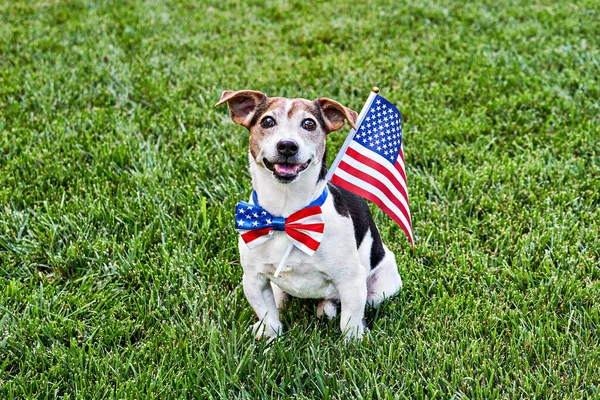 Pes Sedí Americkém Vlajkovém Motýlku Vlajkou Usa Zelené Trávě Dívá Royalty Free Stock Fotografie