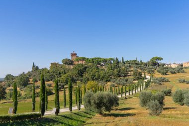 Tuscan 'ın sıcak kırsalındaki çiftlikleri, zeytinleri ve sarmaşıkları aşan uzun selvi ağaçları: Castiglione, İtalya - 12 Ekim 2023