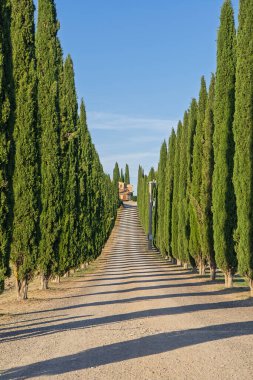 Uzun selvilerin uzun simetrik şeridi Toskana 'nın güneşli kırsalında gölgeler oluşturur: Castiglione, İtalya - 12 Ekim 2023