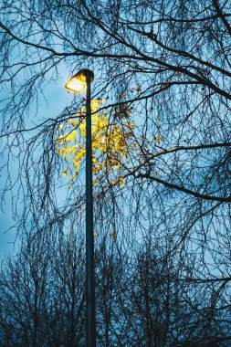 Parlak lamba, seyrek sarı yaprakları aydınlatır, ağaçların siluetleri arasında uzun bir direk, geniş gökyüzü, sakin alacakaranlık atmosferi