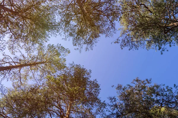 Direk yüksek çam ağaçlarına bakarak, bitişik kotlar arasındaki farklı gökyüzü kanalları gölgelik desenler gibi dantel oluşturur. Taç utangaçlığı doğal bir olaydır.