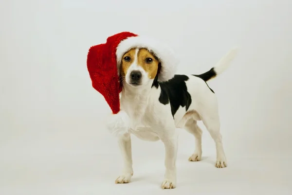 Christmas hund på vit bakgrund — Stockfoto