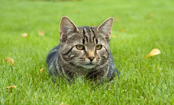 Cat in the grass — Stock Photo, Image