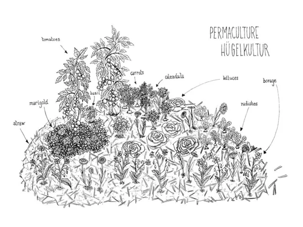 Illustration Vectorielle Schéma Noir Blanc Lignes Dessin Main Permaculture Hugelkultur — Image vectorielle