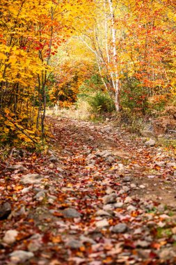 Kanada 'da manzara düşüş yolu