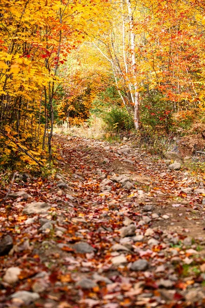 Kanada 'da manzara düşüş yolu — Stok fotoğraf