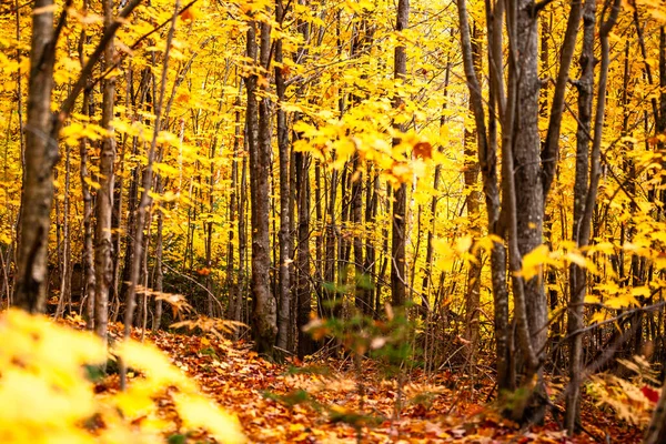 Quebec bölgesindeki sonbahar ormanı — Stok fotoğraf