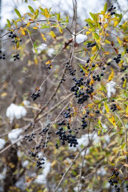 Kanada 'da karla kaplı meyveler