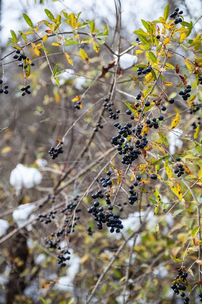 Kanada 'da karla kaplı meyveler