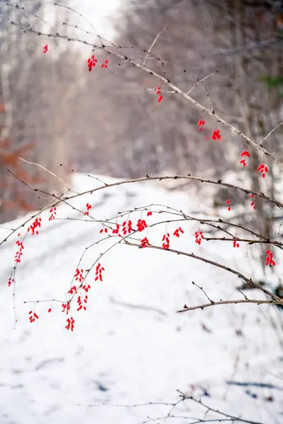 Rode bessen bedekt met sneeuw Canada — Stockfoto