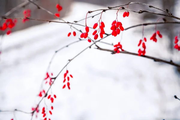 Kanada karla kaplı kırmızı çilekler