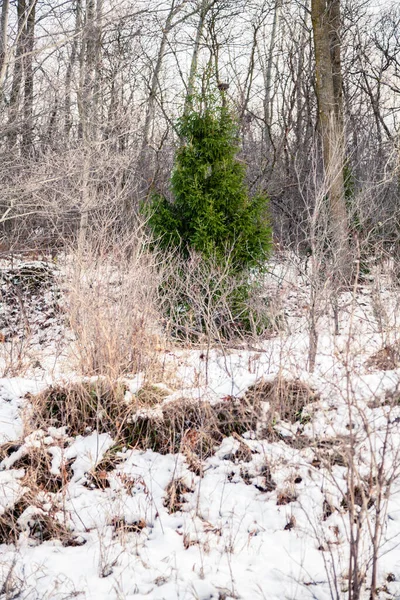 A floresta canadense no inverno — Fotografia de Stock