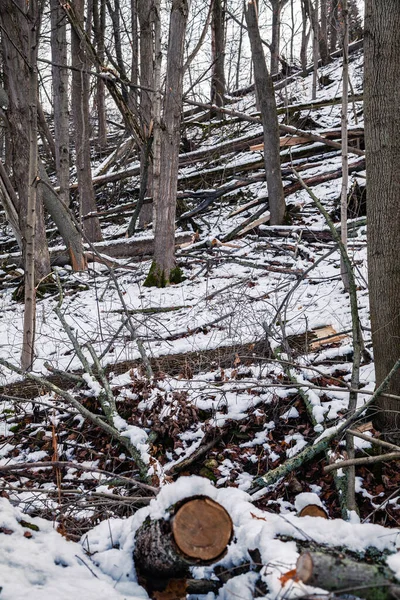 Kanadský les v zimě — Stock fotografie
