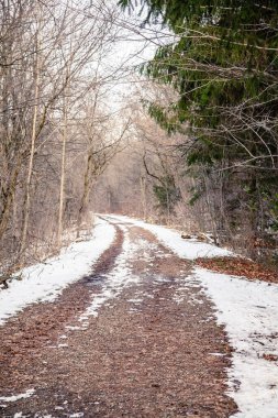 Kanada ormanlarında kışın yol