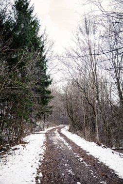 Kanada ormanlarındaki patika.