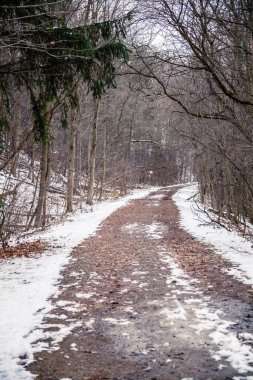 Kanada ormanlarındaki patika.