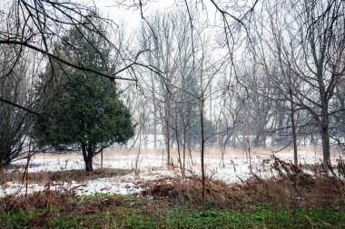 Kışın Kanada Ormanı