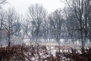 Kışın Kanada Ormanı