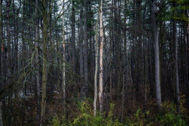 Kışın Kanada Ormanı