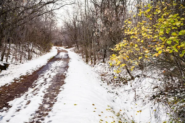 Kanada ormanlarındaki patika.