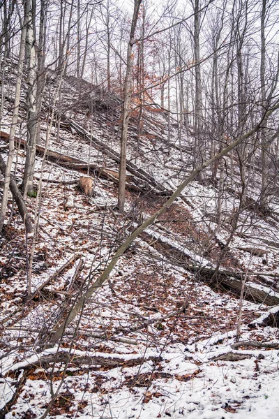 Kanadský les v zimě — Stock fotografie