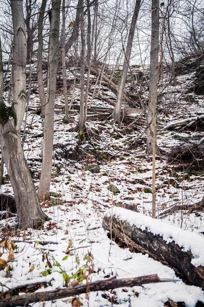 A floresta canadense no inverno — Fotografia de Stock