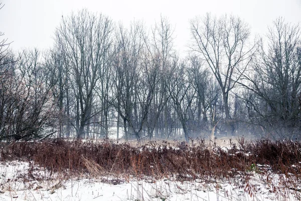 Kışın Kanada Ormanı