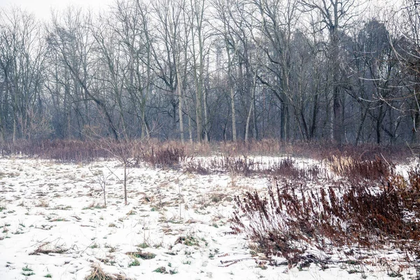 Kışın Kanada Ormanı