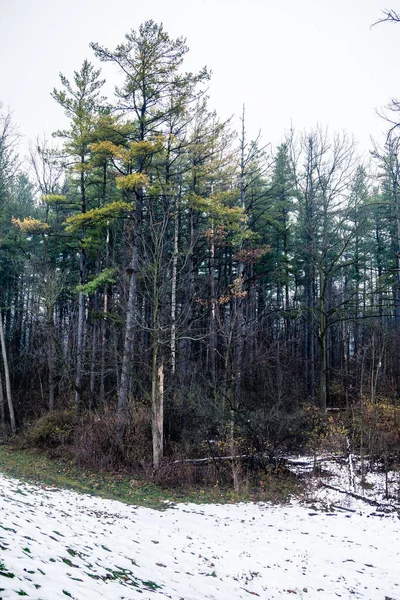 A floresta canadense no inverno — Fotografia de Stock