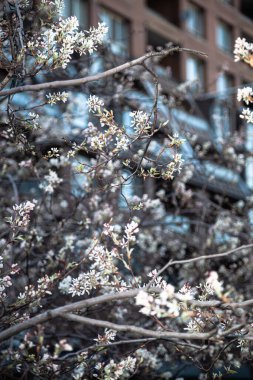 Montreal Quebec 'te çiçek açan ağaçlar