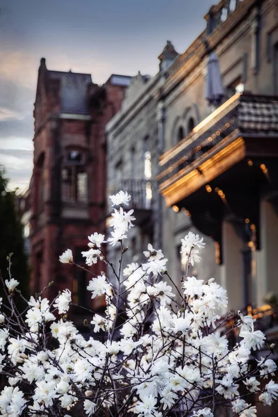 Bokeh arka planında manolya çiçekleri.