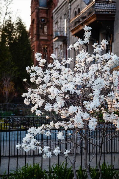 Arbres en fleurs à Montréal Québec — Photo