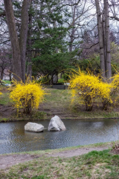 Parkta sarı ağaçlar çiçek açıyor.