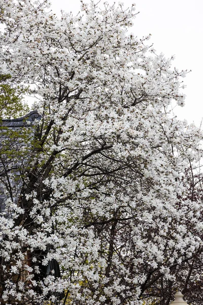 Magnolia květiny na pozadí bokeh. — Stock fotografie