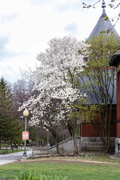 Bokeh arka planında manolya çiçekleri.