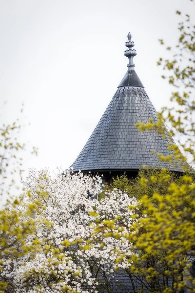 Magnolia fleurs sur fond bokeh. — Photo