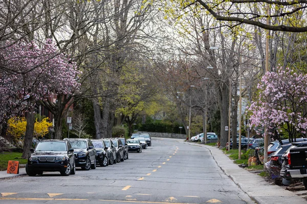 Bokeh arka planında manolya çiçekleri.