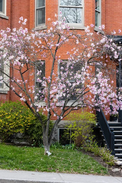 ボケの背景にあるマグノリアの花. — ストック写真