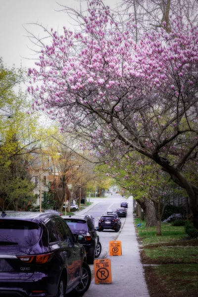 Magnolia květiny na pozadí bokeh. — Stock fotografie