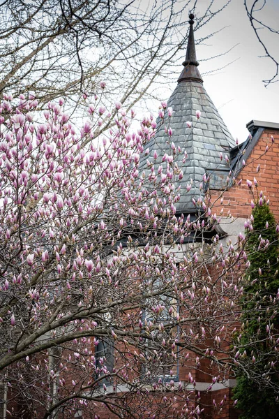 Magnolia květiny na pozadí bokeh. — Stock fotografie