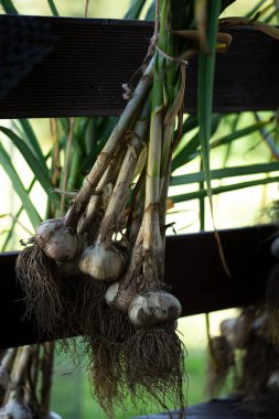 Sarımsak hasadı. Sarımsak bahçeden toplanır, açık havada bağlanır ve kurutulur. Tarım ürünleri