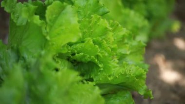 Taze yeşil salata yaprakları. Yeşiller bahçede doğal olarak yetişir. Güneşli hava, ışık parlaması, hafif rüzgar. Sağlıklı, iyi hasat..