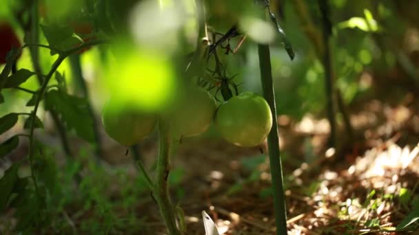 緑のトマトは茂みに熟します 屋外の温室 健康な茎と葉 良い収穫 生態学的にきれいな — ストック動画